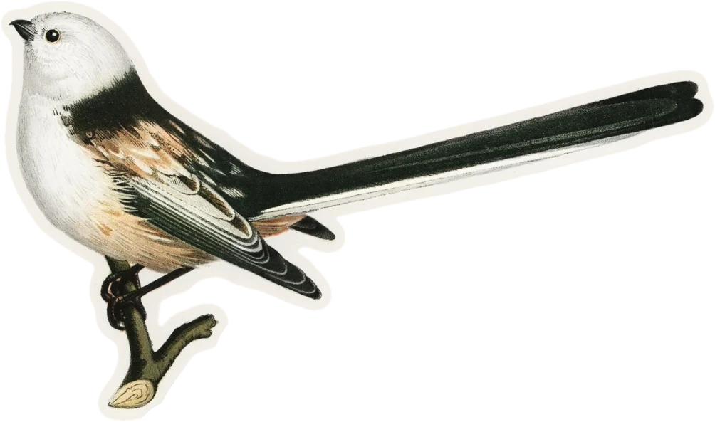 Staartmees