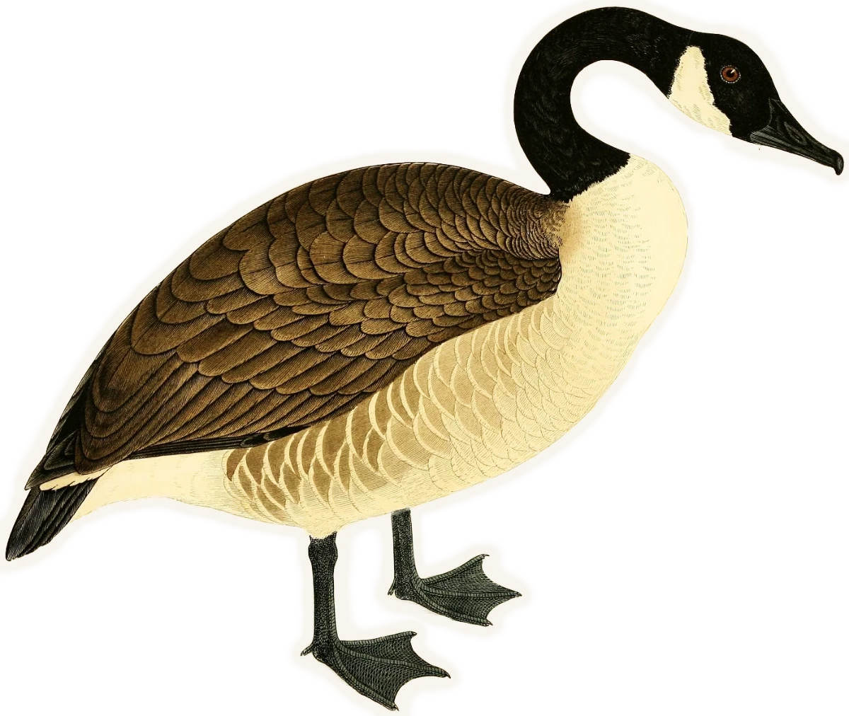 Grote Canadese Gans