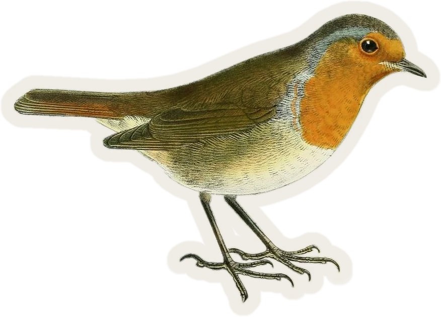Roodborst