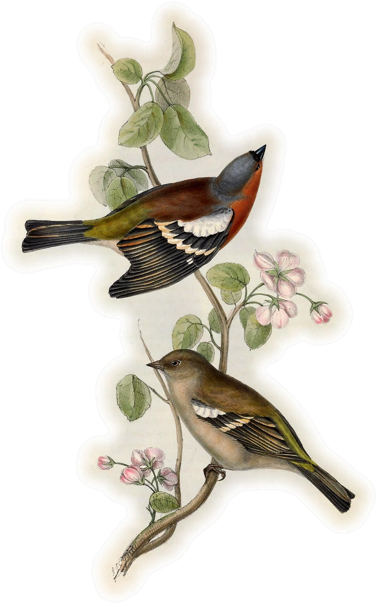 Vink