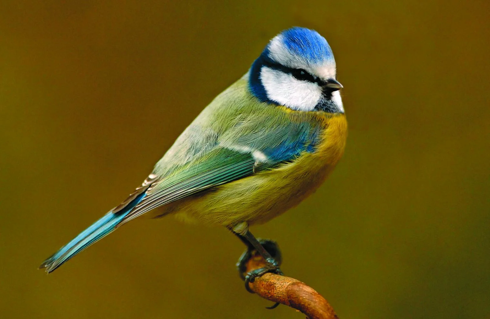 Foto van Pi-mpelmees